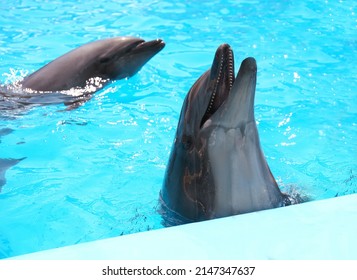 Dolphins In Pool At Marine Mammal Park