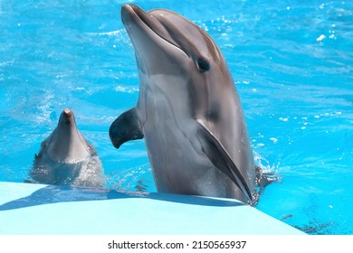 Dolphins in pool at marine mammal park - Shutterstock ID 2150565937