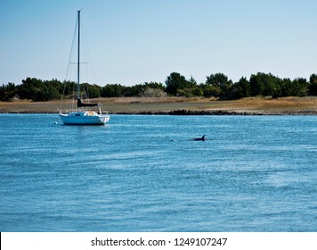 Dolphins Or Porpoise Swimming In The Warm Water In The Outer Banks Nc