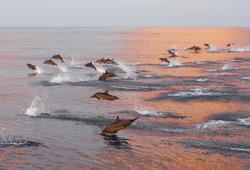 Dolphins Are Pursuing A Flock Of Fish At Sunset. Family Of Dolphins In The Indian Ocean, Maldives.