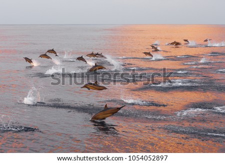 Dolphins are pursuing a flock of fish at sunset. Family of dolphins in the Indian Ocean, Maldives.