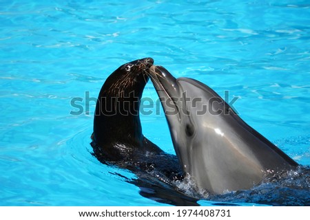 dolphins and sea lions, swimming pool with dophin