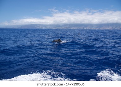 Dolphins In The Sea For Madeira Island