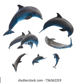 dolphins set, jumping and leaping dolphins isolated on white background