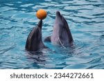 dolphins show at the batumi dolphinarium.