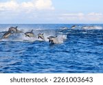 Dolphins in the South African Wild