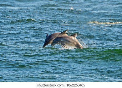 Dolphins, St Andrews State Park, Panama City Beach, Florida