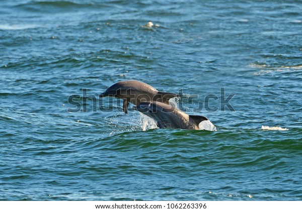 Dolphins St Andrews State Park Panama Stock Photo Edit Now