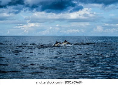 Dolphins In The Summer Isles, Scotland