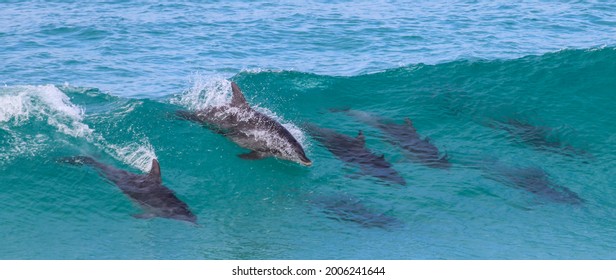 Dolphins Surfing On A Blue Wave 