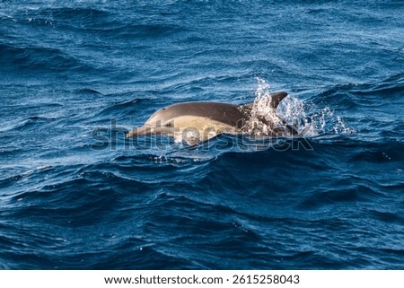 Dolphins surges through the surface off the coast of Port Stephens, Australia.