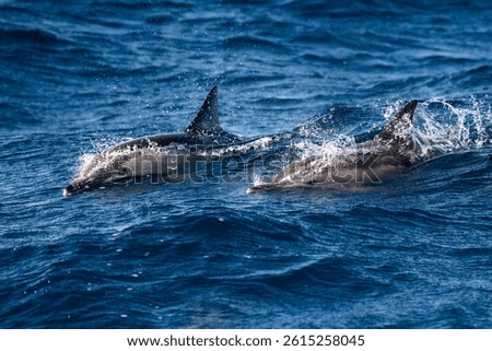 Dolphins surges through the surface off the coast of Port Stephens, Australia.