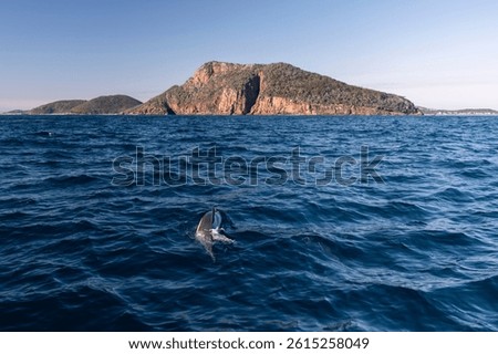 Dolphins surges through the surface off the coast of Port Stephens, Australia.