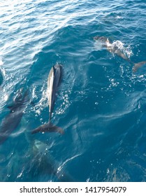 Dolphins swim in the Indian Ocean off the Maldives