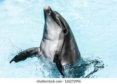 Dolphins Swim In The Pool