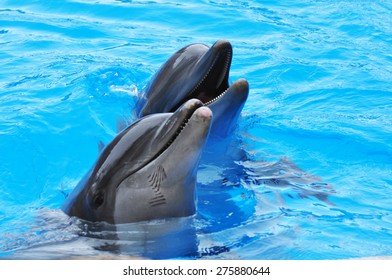 Dolphins Swim In The Pool