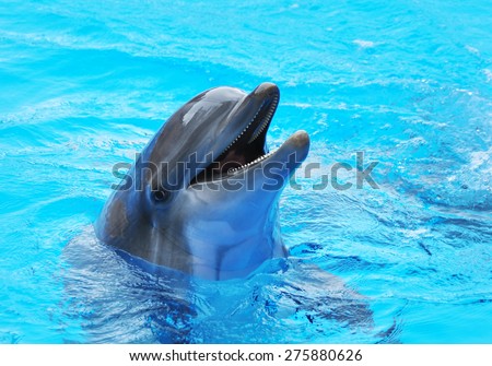 dolphins swim in the pool