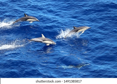 Dolphins swimming and jumping in the ocean. Common dolphin Delphinus delphis in natural habitat. Marine mammal in Norht Pacific ocean.
