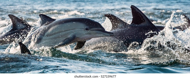 Dolphins, swimming in the ocean and hunting for fish. Dolphins swim and jumping from the water. The Long-beaked common dolphin (scientific name: Delphinus capensis) in atlantic ocean.
