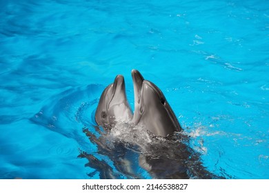 Dolphins Swimming In Pool At Marine Mammal Park