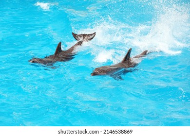 Dolphins Swimming In Pool At Marine Mammal Park