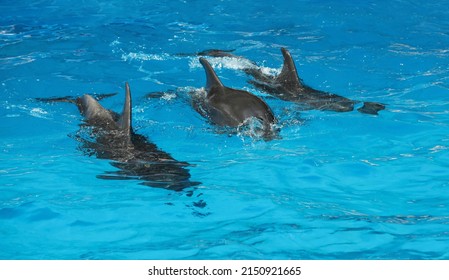 Dolphins Swimming In Pool At Marine Mammal Park