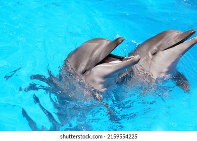 Dolphins Swimming In Pool At Marine Mammal Park