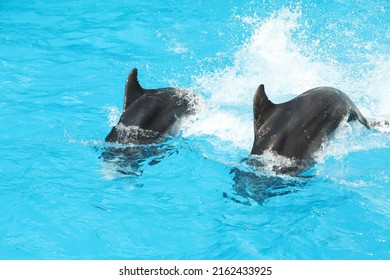 Dolphins Swimming In Pool At Marine Mammal Park