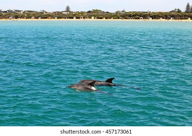 Dolphins Swimming, Sorrento, Victoria, Australia