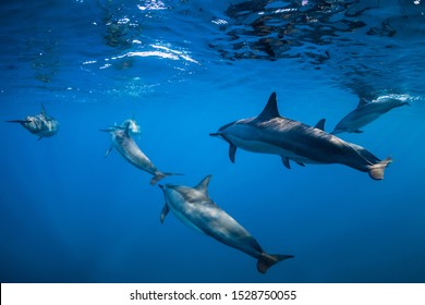 242 Mauritius Swimming With Dolphins Images, Stock Photos & Vectors ...