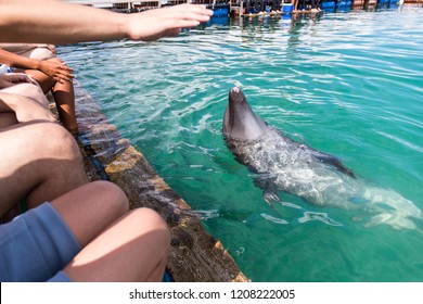 Dolphins swimming and wait for command