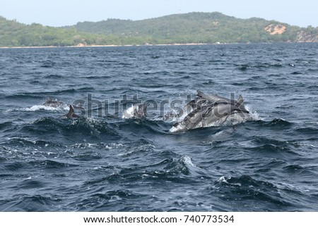 Dolphins at Trincomalee Sri Lanka in the Indian Ocean