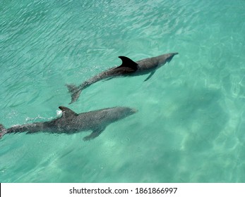 Dolphins In The Turquoise Water Of Nassau, Bahamas. Two Wild Dolphins Next To Each Other In Crystal Clear Caribbean Water.