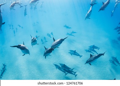 Dolphins Underwater In Hawaii