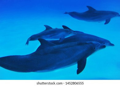 Dolphins Underwater Swiming Wildlife Aquatic