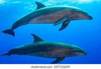 Dolphins in the underwater world. Underwater dolphins. Two dolphins underwater. Dolphins undersea