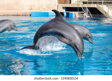 Dolphins At The UShaka Marine World