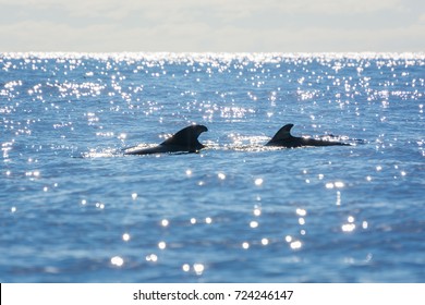 Dolphins And Whales Watching In Sao Miguel Island, Azores, Portugal