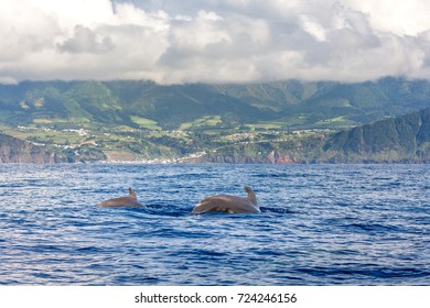 Dolphins And Whales Watching In Sao Miguel Island, Azores, Portugal