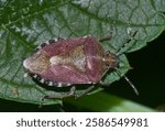 Dolycoris baccarum Linnaeus 1758 bug