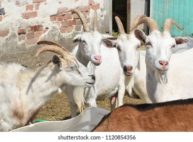 Dolyna, Ukraine - June 1, 2018: Goats on an organic farm near the town Dolyna, Western Ukraine.