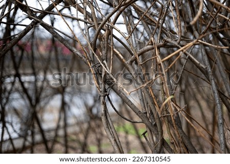 Dome hut igloo shelter dwelling made of twigs and branches of trees tied together with zip wires next to river with red buildings or bridge in the background