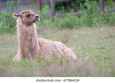 77 Llama Lying Down Images, Stock Photos & Vectors | Shutterstock