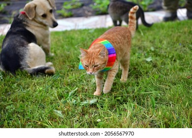 Domerstic Dog And Cat With Warning Collar Against The Natural Instinct To Hunt Birds 