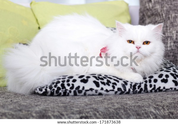 persian adult cat