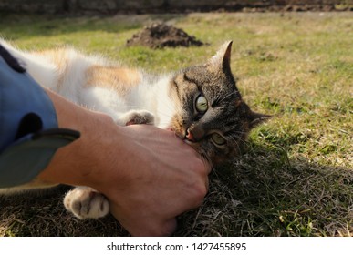 Domestic Animal Is Biting On My Hand. Cat Game. Colourful Playful Kitten Frenziedly Attack On Me. She Tries Some Various Offensive Strategy. In The Heat Of Battle.