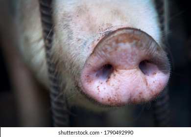 Domestic animal in the cage  . Pig Snout Macro image   