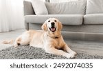 Domestic Animal. Closeup portrait of cute dog lying on the gray floor carpet indoors in living room at home, happy golden retriever resting near couch, modern house interior, free copy space