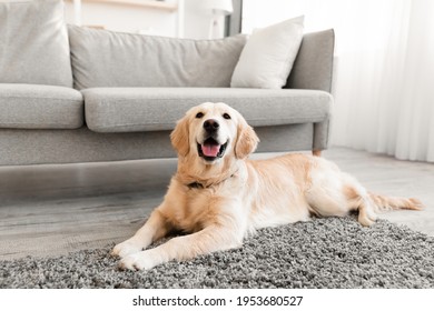 Domestic Animal. Closeup portrait of cute dog lying on the gray floor carpet indoors in living room at home, happy golden retriever resting near couch, modern house interior, free copy space