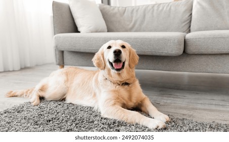 Domestic Animal. Closeup portrait of cute dog lying on the gray floor carpet indoors in living room at home, happy golden retriever resting near couch, modern house interior, free copy space